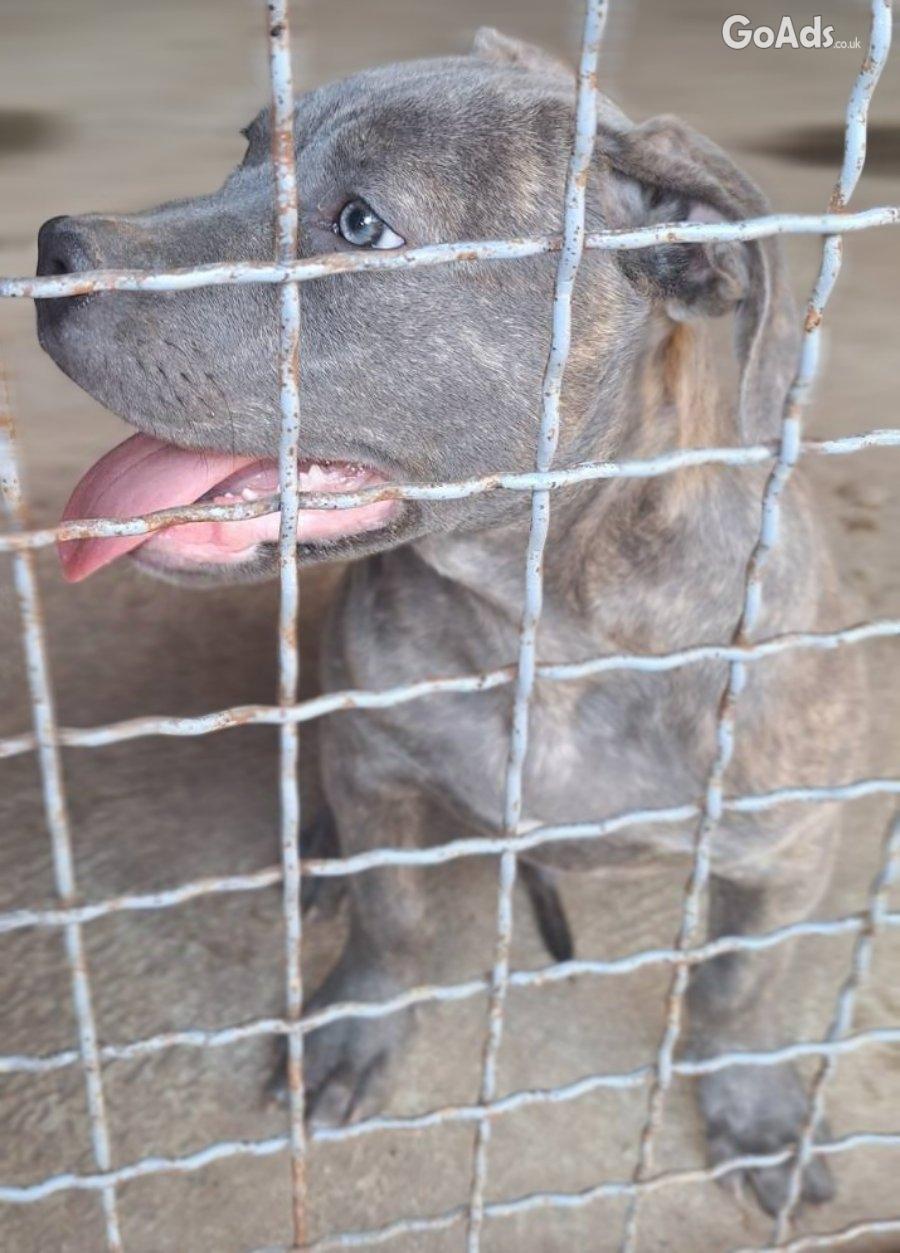 Pit bull bluenose male for sale