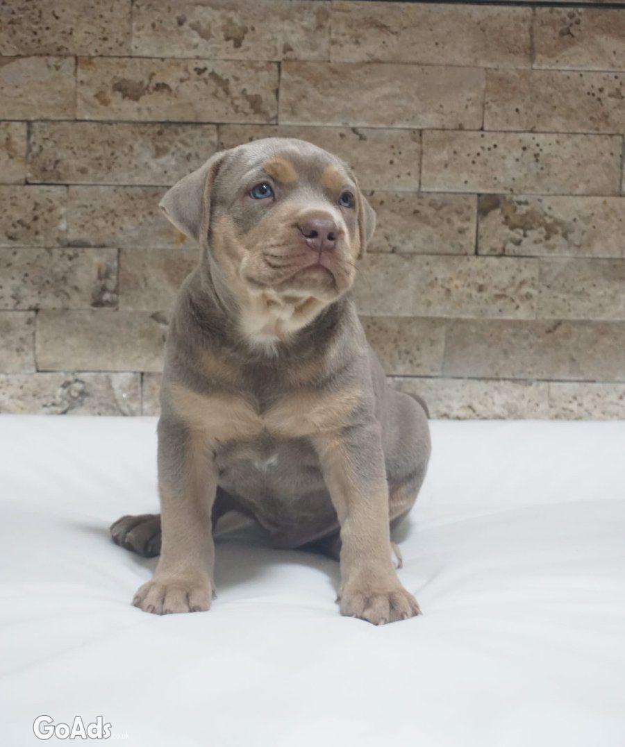 Pitbull Lilac Tricolor puppy