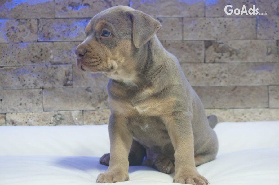 Pitbull Lilac Tricolor puppy