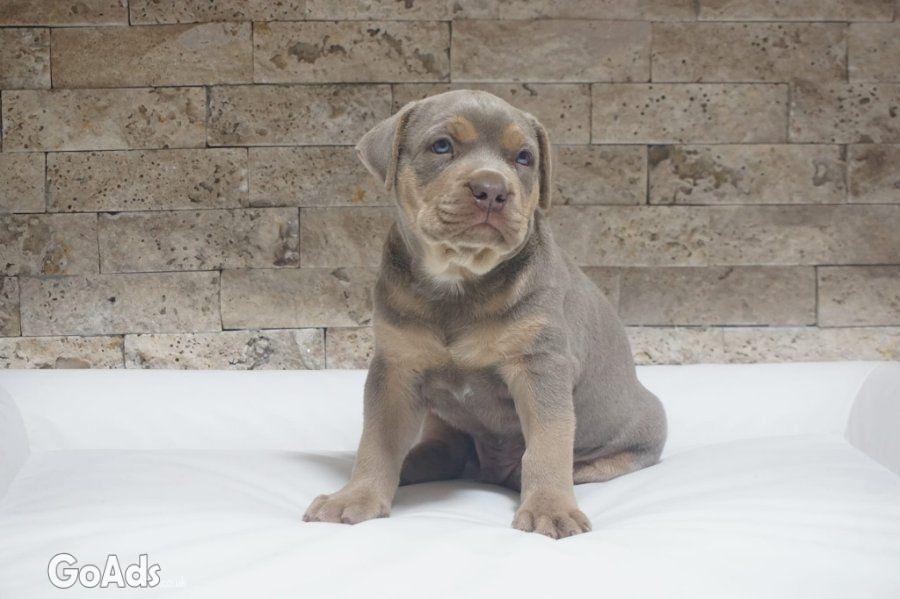 Pitbull Lilac Tricolor puppy