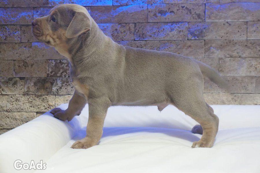 Pitbull Lilac Tricolor puppy