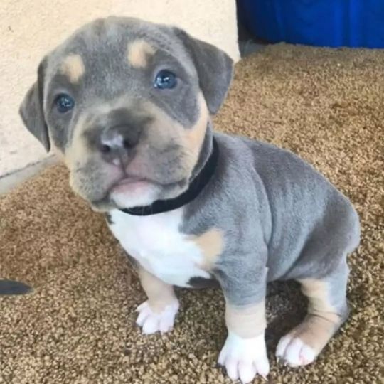 Pitbull puppies For Adoption