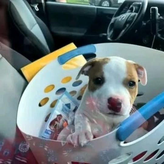 Pitbull puppies For Rehoming