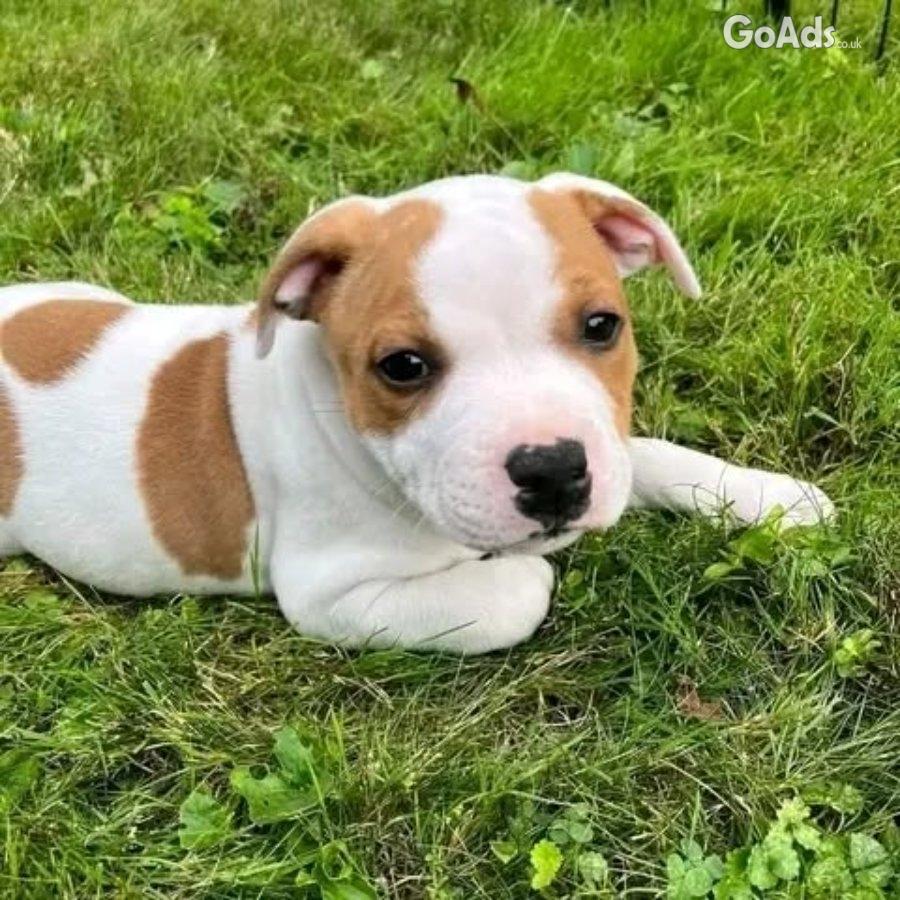 Pitbull puppies For Rehoming
