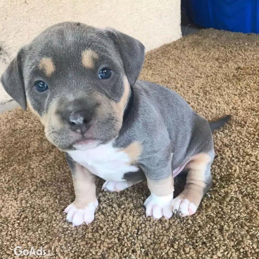 Pitbull puppies For Rehoming
