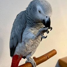 Playful African grey parrots available for sale both male and female.