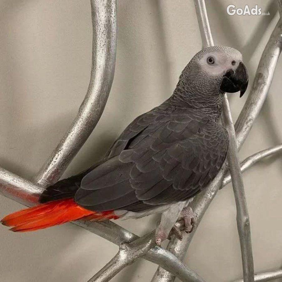 Playful African grey parrots available for sale both male and female.