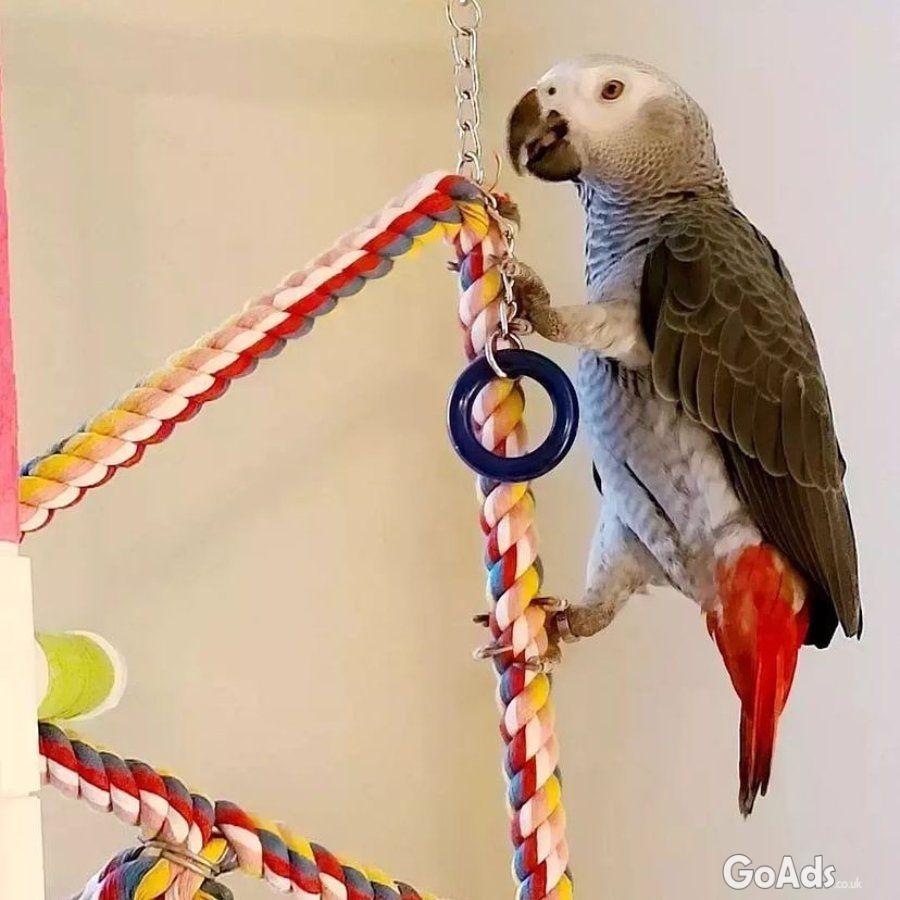 Playful African grey parrots available for sale both male and female.