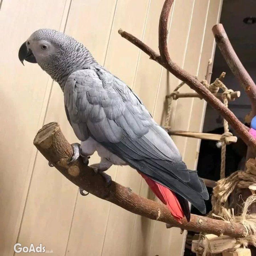 Playful African grey parrots available for sale both male and female.