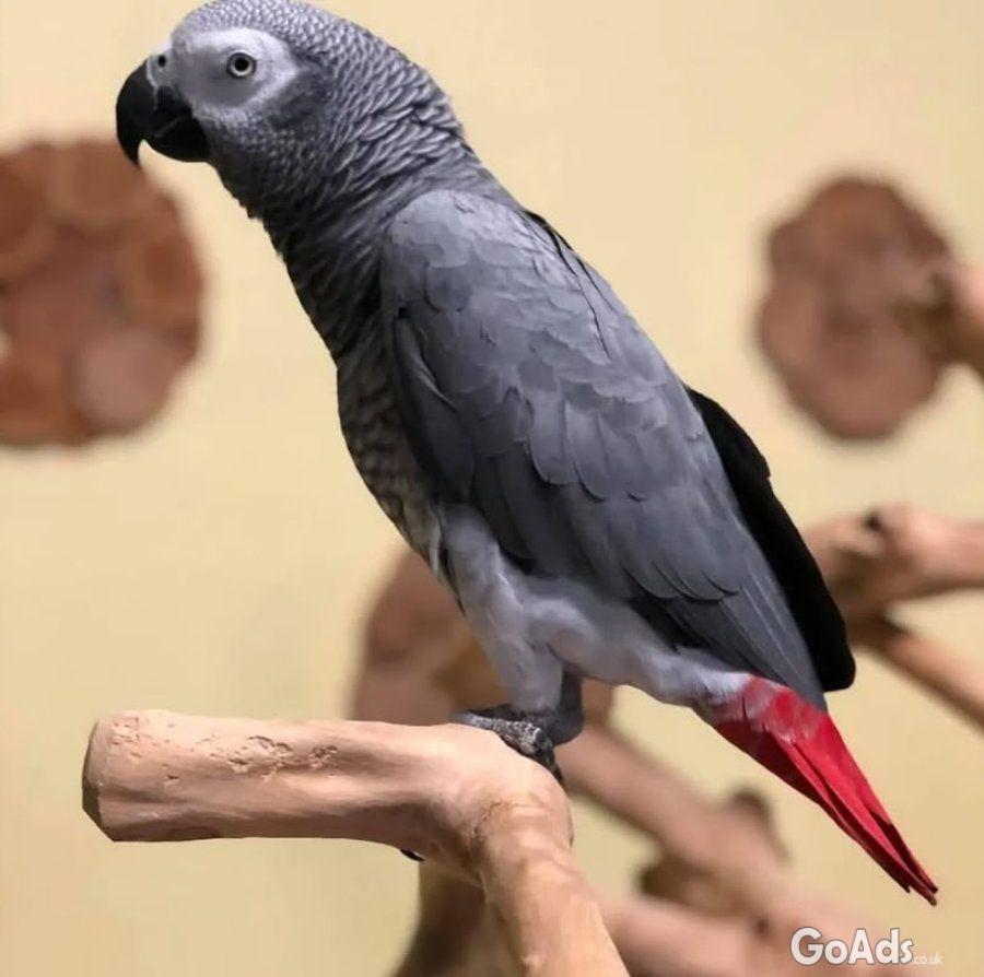Playful African grey parrots available for sale both male and female.