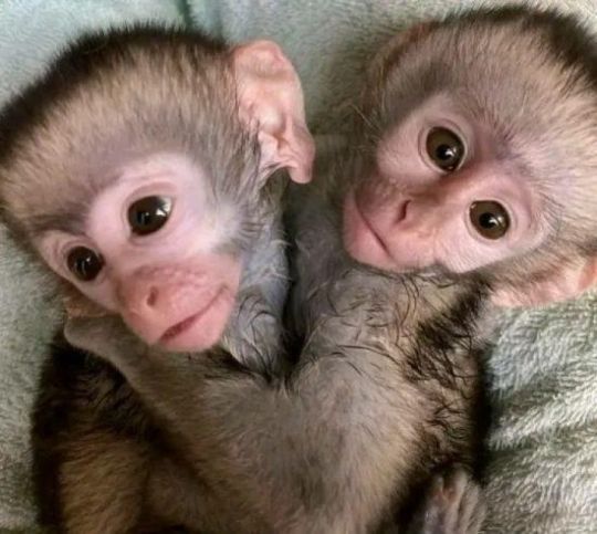 Playful and adorable Capuchin monkeys needing a home