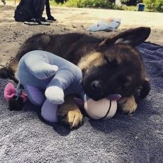 Playmate Male & Female German Shepherd Puppies