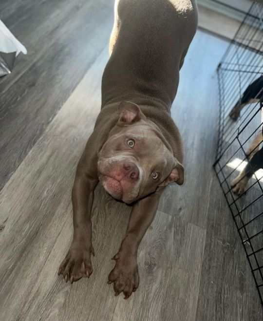 Pocket bully
