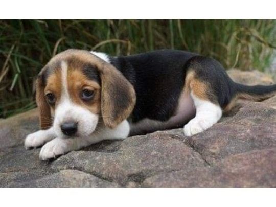 Pockets Beagle Puppies