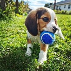 Pockets Small Beagle Puppies Ready Now