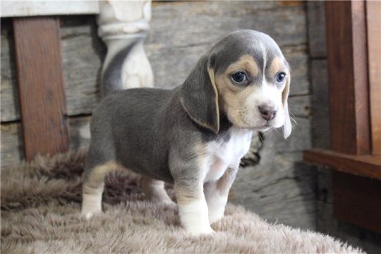Pockets Tri-Colors Beagle Puppies