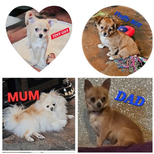 POMCHI 1 *TINY* Girl & 1 small FLUFFY Boy