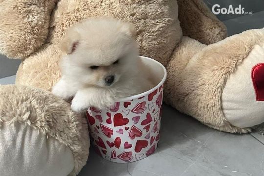 Pomeranian for puppies for sale