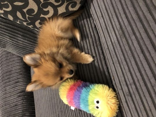 Pomeranian male puppy 11 weeks old
