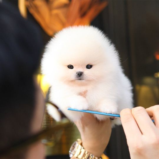 Pomeranian (Male)