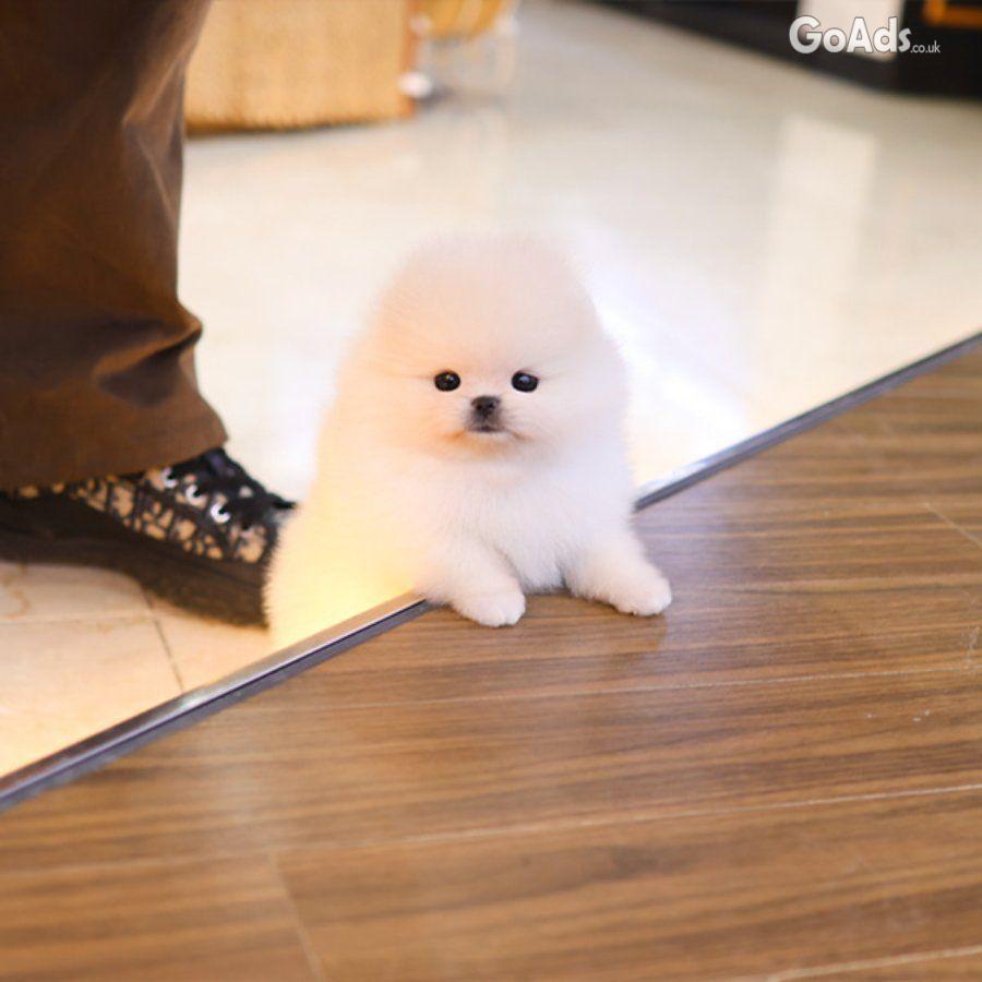Pomeranian (Male)