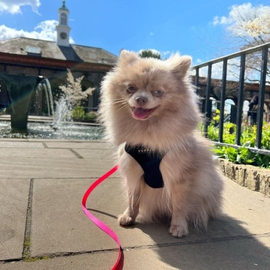 Pomeranian puppies available