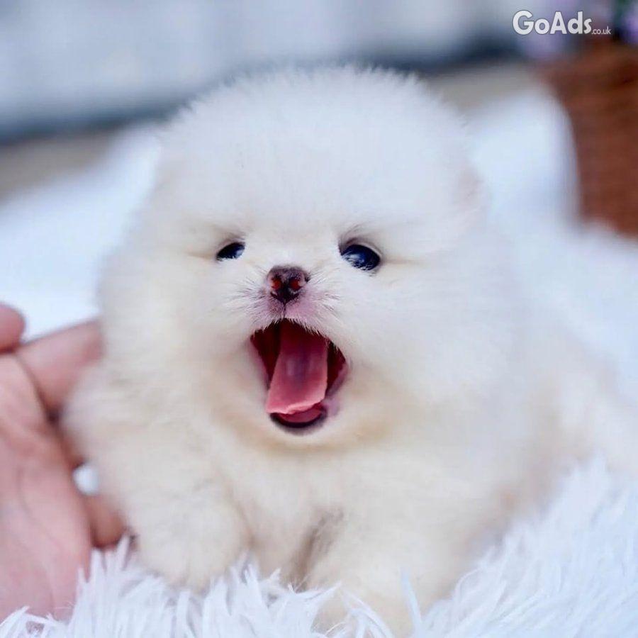 Pomeranian puppies for adoption.
