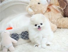 Pomeranian puppies for adoption.