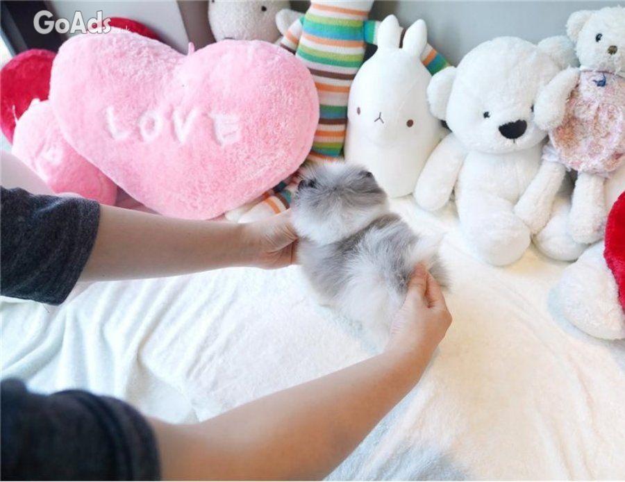 Pomeranian puppies for adoption.