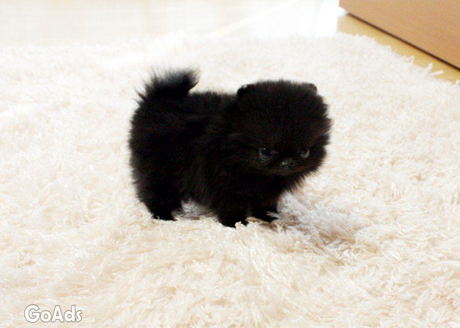 Pomeranian puppies for adoption.