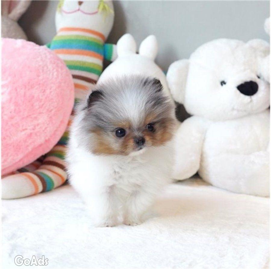 Pomeranian puppies for adoption.