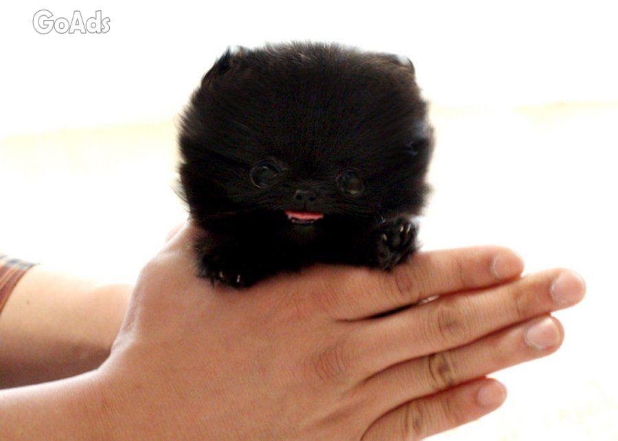Pomeranian puppies for adoption.