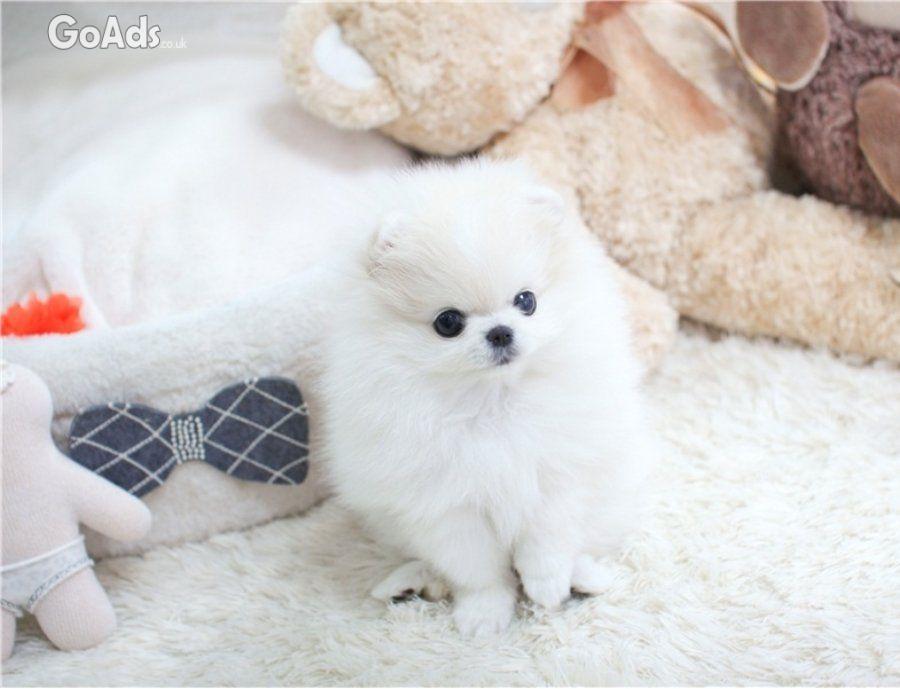 Pomeranian puppies for adoption.