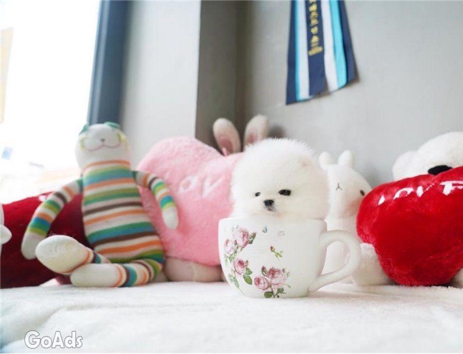 Pomeranian puppies for adoption.