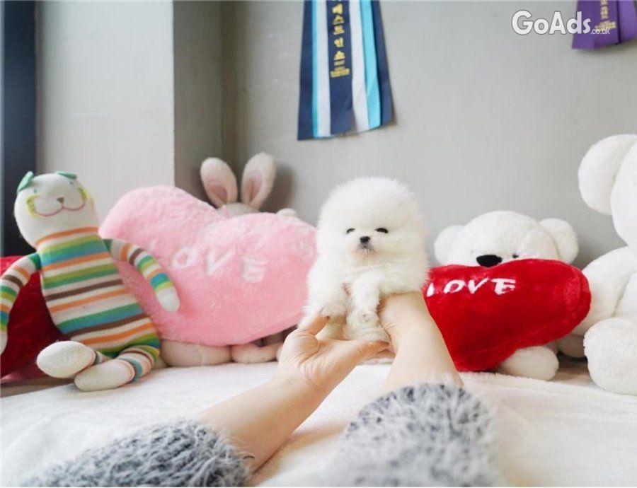 Pomeranian puppies for adoption.