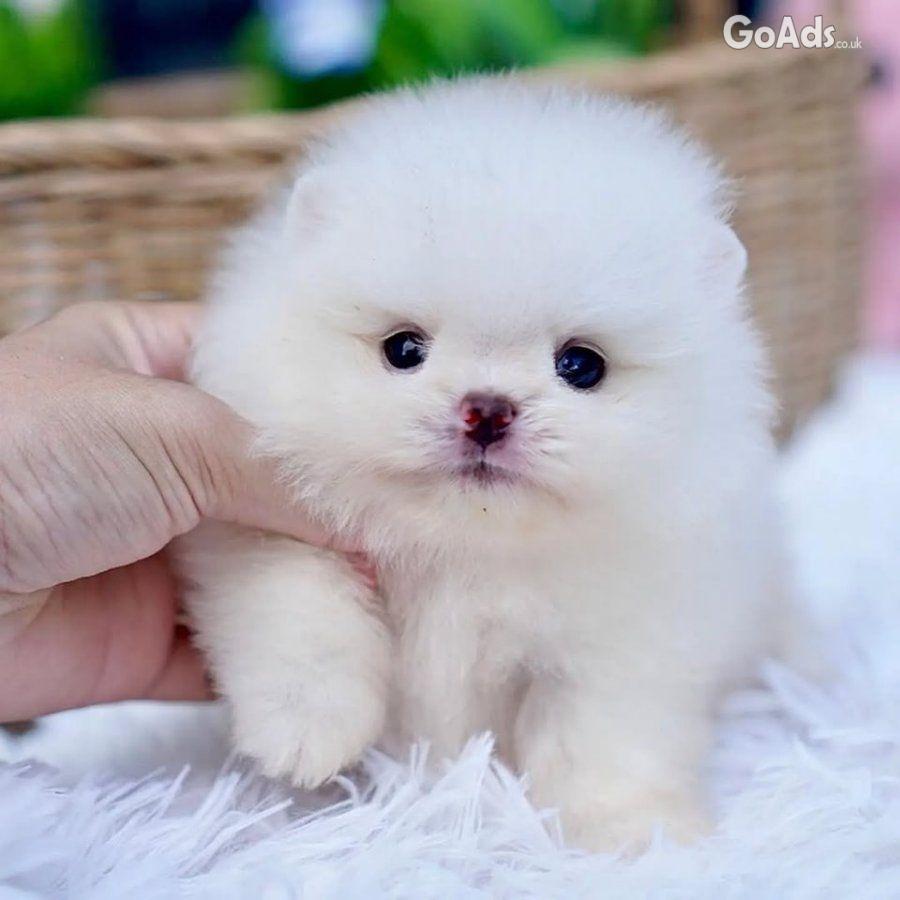Pomeranian puppies for adoption.