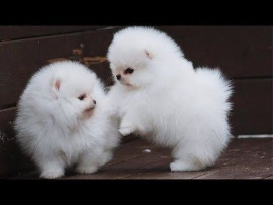Pomeranian Puppies for sale just 2 male and a female