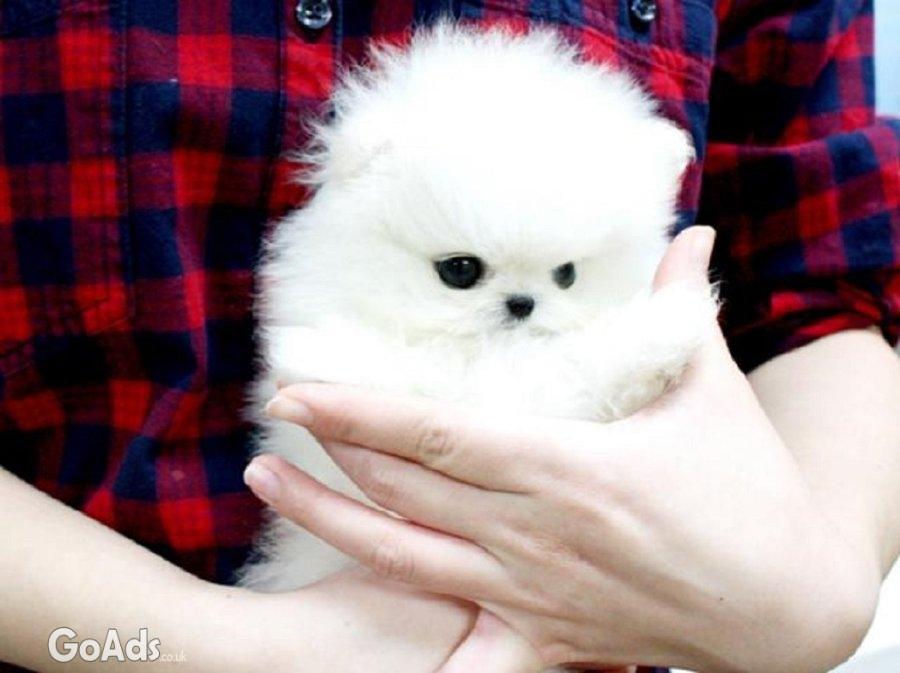 Pomeranian Puppies for sale just 2 male and a female