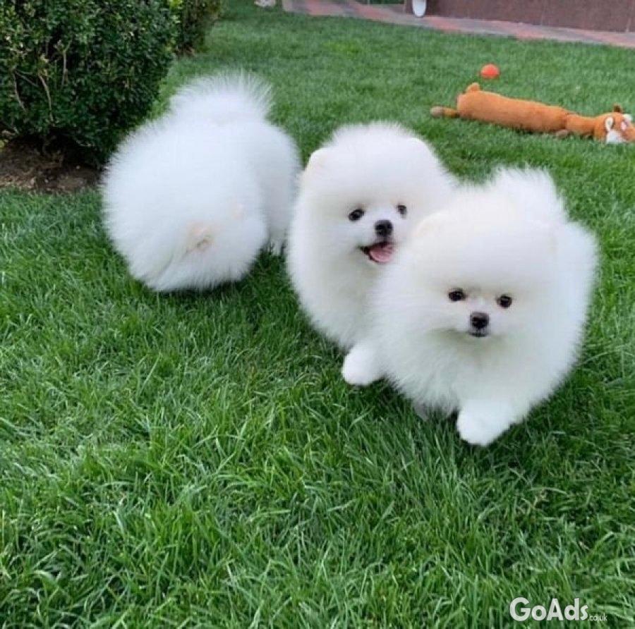 Pomeranian Puppies for sale just 2 male and a female