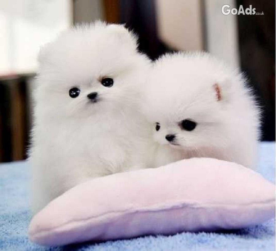 Pomeranian Puppies for sale just 2 male and a female