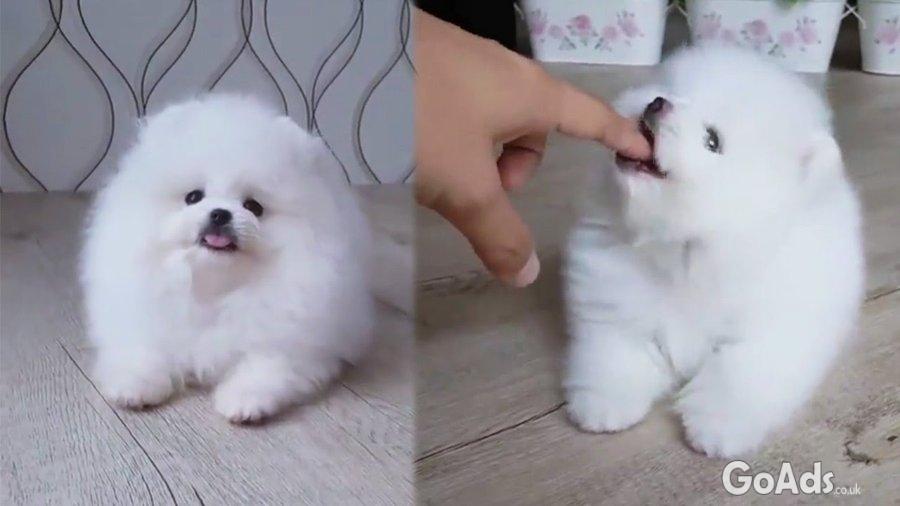 Pomeranian Puppies for sale just 2 male and a female