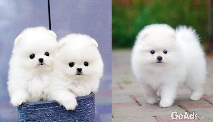 Pomeranian Puppies for sale just 2 male and a female