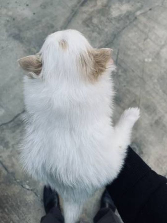 Pomeranian puppies for sale