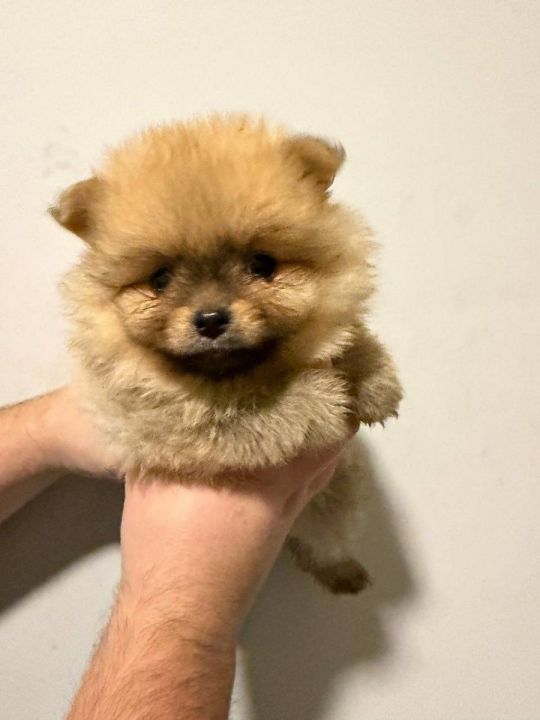 Pomeranian puppies for sale