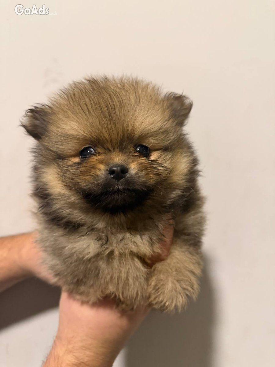 Pomeranian puppies for sale