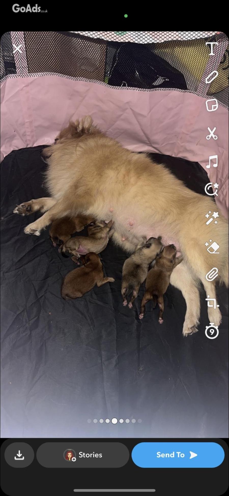 Pomeranian puppies pure breed currently 5 weeks old 
