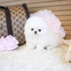 Pomeranian puppies ready for their new home.
