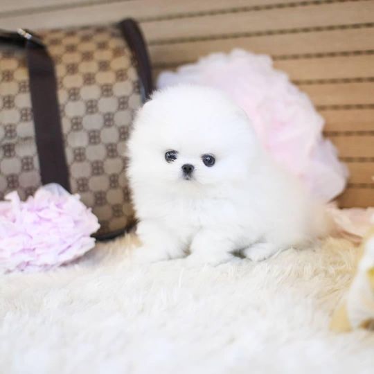 Pomeranian puppies ready for their new home.