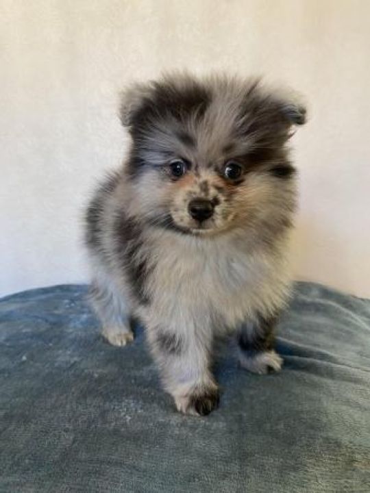 Pomeranian Puppies Ready to Leave
