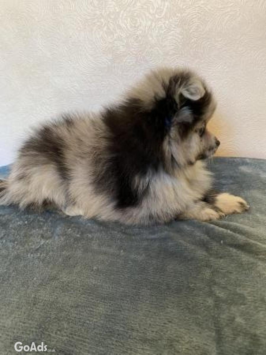 Pomeranian Puppies Ready to Leave